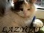lazycat5